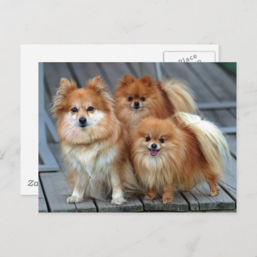Drie Pomeraniërs Briefkaart (Voorkant / Achterkant)