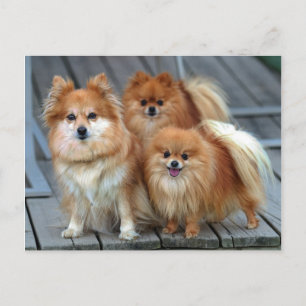 Drie Pomeraniërs Briefkaart
