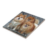 Drie Pomeraniërs Tegeltje (Zijkant)