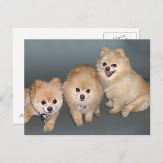 Drie Pommeren Briefkaart (Voorkant / Achterkant)