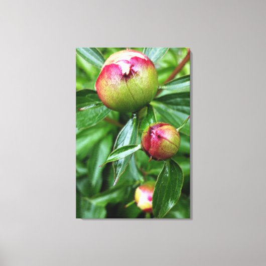 Drie pony-knoppen canvas afdruk (Voorkant)
