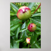 Drie pony-knoppen poster (Voorkant)