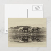 Drie pony's briefkaart (Voorkant / Achterkant)