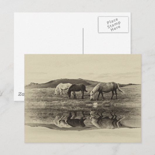 Drie pony's briefkaart (Voorkant / Achterkant)