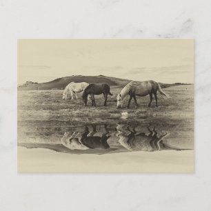 Drie pony's briefkaart