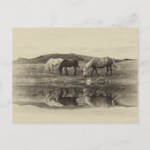 Drie pony's briefkaart (Voorkant)