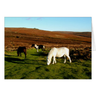 Drie pony's op Dartmoor