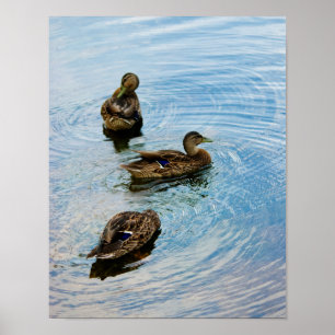 Drie Poster