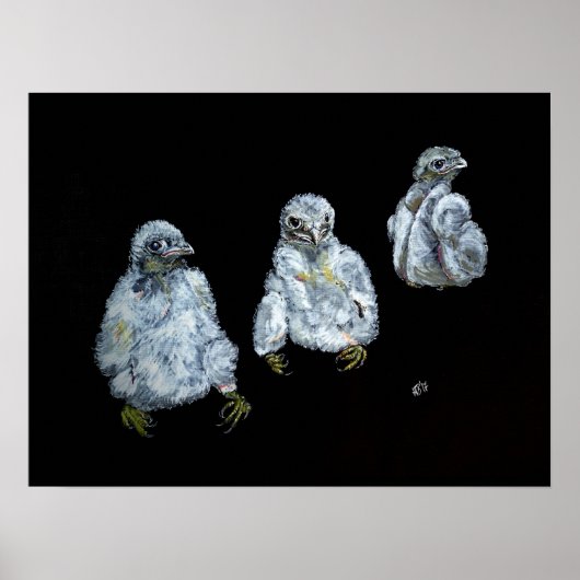 Drie Posters van Peregrine Chicken (Voorkant)