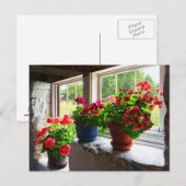 Drie potten Geraniums op Windows Briefkaart (Voorkant / Achterkant)