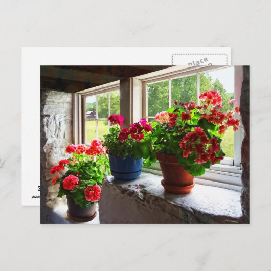 Drie potten Geraniums op Windows Briefkaart (Voorkant / Achterkant)