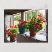 Drie potten Geraniums op Windows Briefkaart (Voorkant)