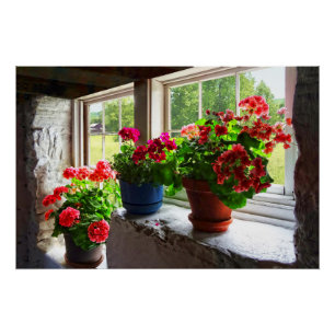 Drie potten Geraniums op Windows Poster