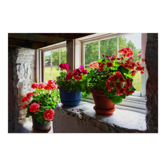Drie potten van Geraniums op Windows Poster (Voorkant)