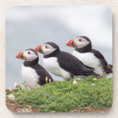 Drie Puffins Drankjes Onderzetter (Voorkant)