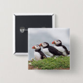 Drie Puffins Vierkante Button 5,1 Cm (Voorkant /achterkant)