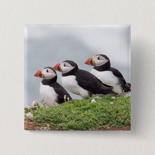 Drie Puffins Vierkante Button 5,1 Cm (Voorkant)