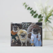 Drie pugs gekleed voor Halloween Briefkaart (Staand voorkant)