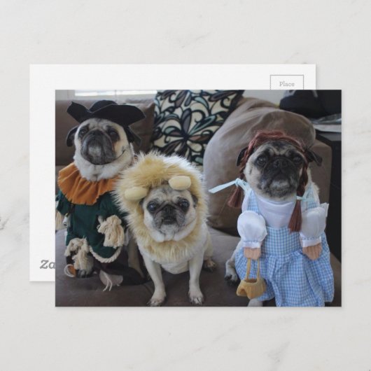 Drie pugs gekleed voor Halloween Briefkaart (Voorkant / Achterkant)