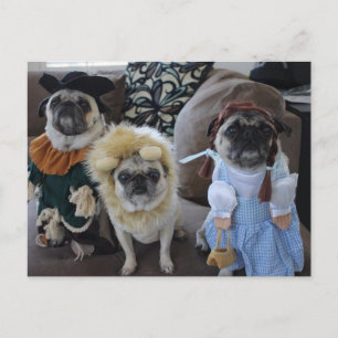 Drie pugs gekleed voor Halloween Briefkaart