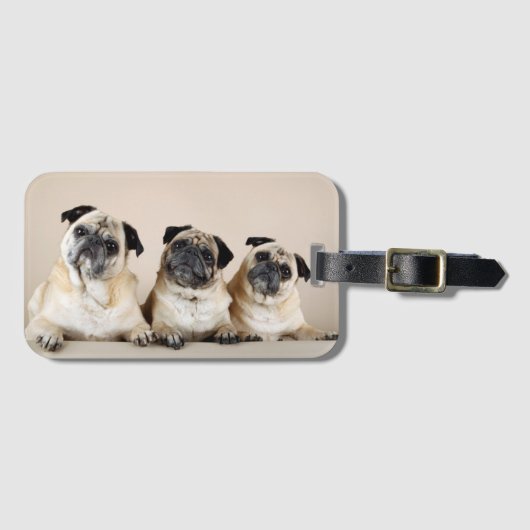 Drie pugs in rij bagagelabel (Voorkant (horizontaal))