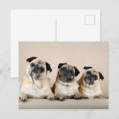 Drie pugs in rij briefkaart (Voorkant / Achterkant)