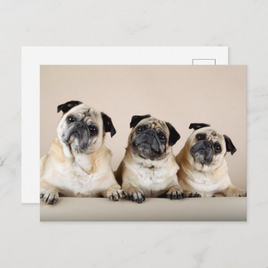 Drie pugs in rij briefkaart (Voorkant / Achterkant)
