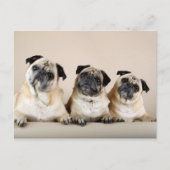 Drie pugs in rij briefkaart (Voorkant)