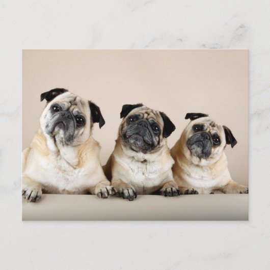 Drie pugs in rij briefkaart (Voorkant)