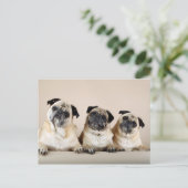 Drie pugs in rij briefkaart (Staand voorkant)