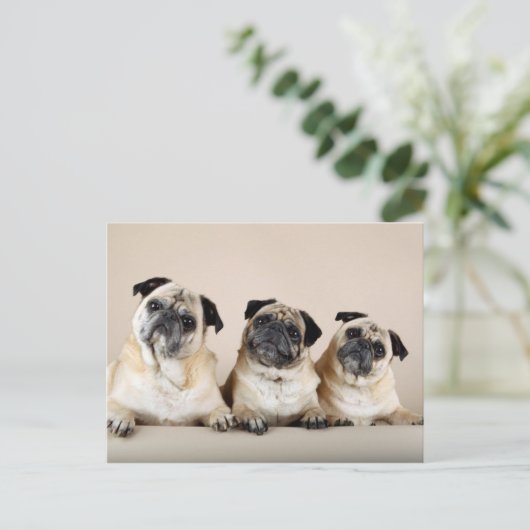 Drie pugs in rij briefkaart (Staand voorkant)