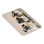 Drie pugs in rij magneet (Rechterzijde)