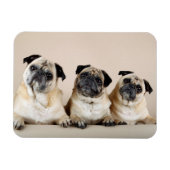 Drie pugs in rij magneet (Horizontaal)