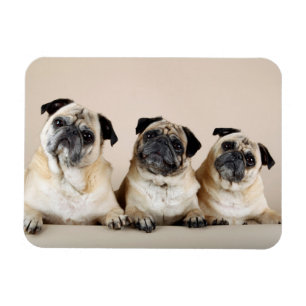 Drie pugs in rij magneet