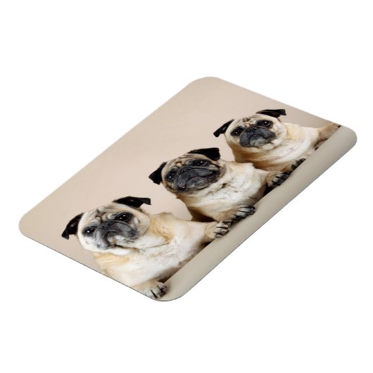 Drie pugs in rij magneet (Linkerzijde)