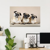 Drie pugs in rij poster (Thuiskantoor)