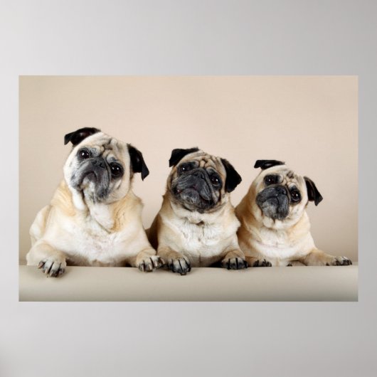 Drie pugs in rij poster (Voorkant)