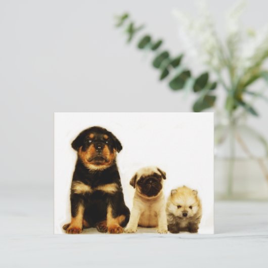 Drie puppies briefkaart (Staand voorkant)