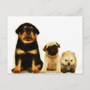 Drie puppies briefkaart
