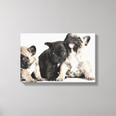 Drie Puppies Canvas Afdruk (Voorkant)