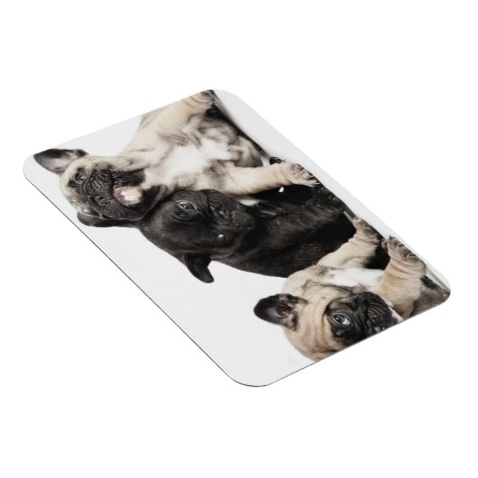 Drie Puppies Magneet (Rechterzijde)