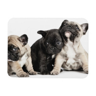 Drie Puppies Magneet