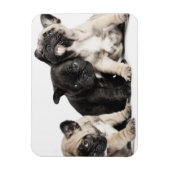 Drie Puppies Magneet (Verticaal)