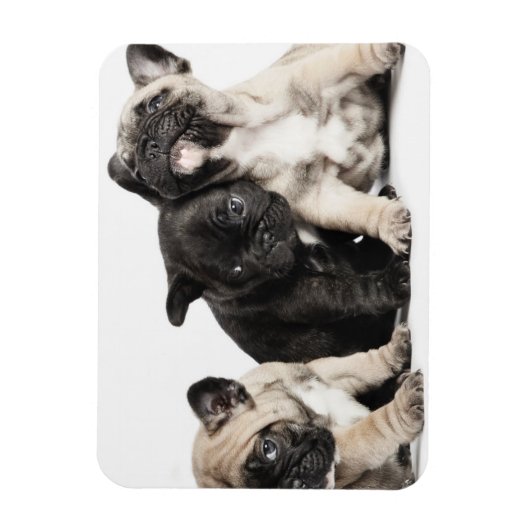 Drie Puppies Magneet (Verticaal)