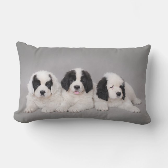 Drie puppies met landseer kussen (Voorkant)
