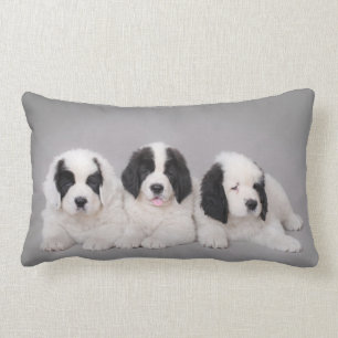 Drie puppies met landseer kussen