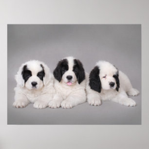 Drie puppies met landseer poster