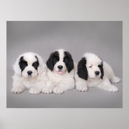Drie puppies met landseer poster (Voorkant)