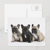 Drie Puppies met stamcellen Briefkaart (Voorkant / Achterkant)