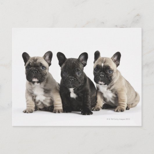 Drie Puppies met stamcellen Briefkaart (Voorkant)